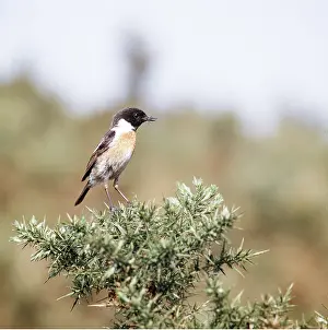 Stonechats: STONECHAT - male on gorse