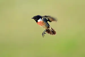Stonechats: Stonechat - male, hovering in flight