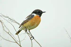 Stonechats: Stonechat - male perched on plant stem