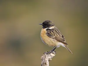 Valencia: Stonechat - male Saxicola rubicola Valencia, Spain BI035304