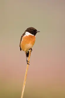 Stonechats: Stonechat - Male in summer plumage, with insect