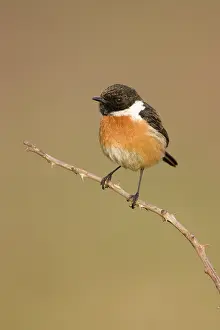 Stonechats: Stonechat - Male in summer plumage, perched on