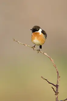 Stonechats: Stonechat - Male in summer plumage, perched on