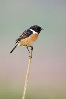 Stonechats: Stonechat - Male in summer plumage, with spider