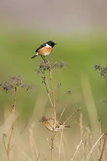 Stonechats: Stonechat - Male in summer plumage in typical grassy