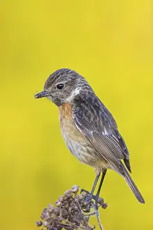 Thrush: Stonechat, (Saxicola torquata), foraging, female