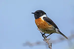 Thrush: Stonechat, (Saxicola torquata), foraging, male