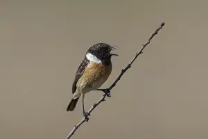 181218: Stonechat - singing male perched on a twig - Germany