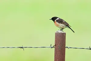 Stonechats: Stonechat - Single adult male perching on a post