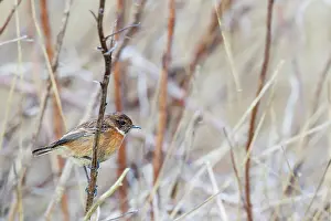 Saxicola: Stonechat(Saxicola torquata) female, fouraging in undergrowt