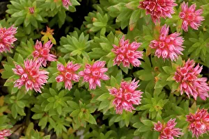 Sedum: A stonecrop