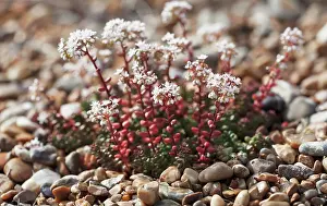 Sedum: Stonecrop
