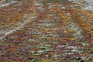 Sedum: Stonecrop