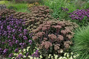 Combinations: Stonecrop