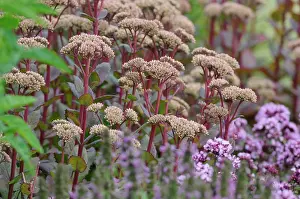 Combinations: Stonecrop