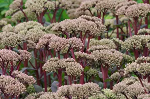 Sedum: Stonecrop