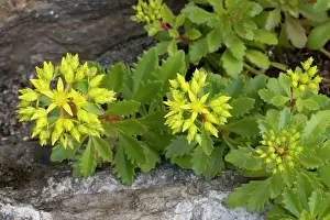 Sedum: A stonecrop from Scandinavia