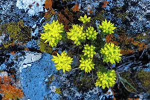 Montana: Stonecrop wildflowers in lichen encrusted rocks in Glacier