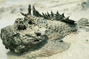 Stonefishes: STONEFISH - on beach