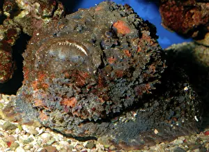 Stonefishes: Stonefish - very poisonous reef fish
