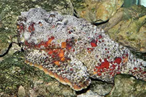 Stonefishes: Stonefish / Stone Fish