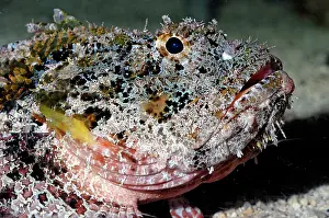 Verrucosa: Stonefish - (with extremely poisonous spines)