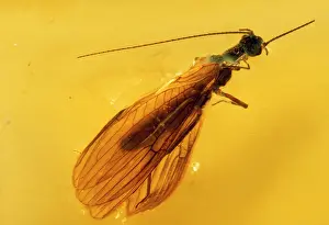 Embedded: Stonefly (Plecoptera) embedded in Baltic AMBER