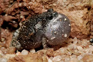 Myobatrachidae: Stonemason Toadlet