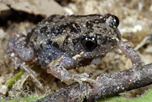 Anuran: Stonemason Toadlet