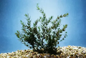Emma Coghlan: STONEWORT