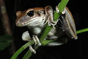 Stoney: Stoney Creek Frog