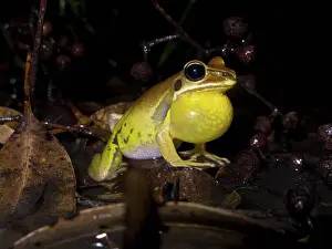 Litoria: Stoney Creek Frog