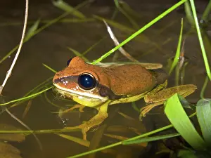 Litoria: Stoney Creek Frog