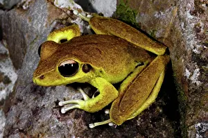 Litoria: Stoney Creek Frog (Litoria lesueurii)