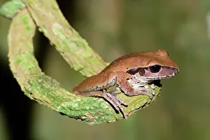 Crooked: Stoney Creek Frog - side view of an adult sitting