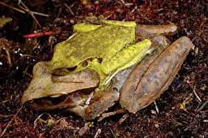 Litoria: Stoney Creek Frogs in amplexus