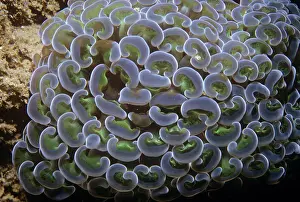 Ancora: Stony Coral