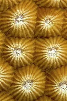 Diploastrea: Stony Coral