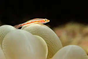 Cebu: Stony Coral Goby