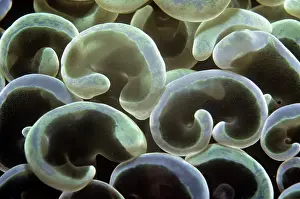 Polyps: Stony Coral - hard coral polyps