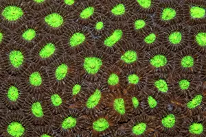 Polyps: Detail of stony coral with indented polyps (Favia