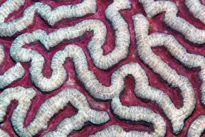 Polyp: Stony coral (Symphyllia agaricia), with indented