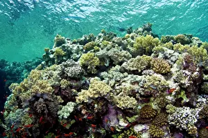 Branching: Stony Corals - Branching Anemone