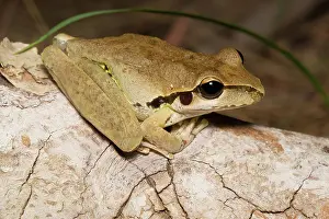 Litoria: Stony Creek Frog