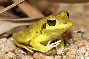 Litoria: Stony Creek Frog