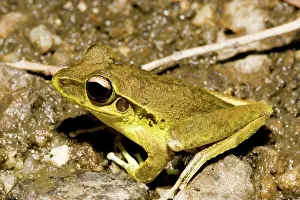 Litoria: Stony creek frog