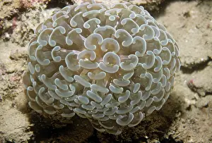 Ancora: Stony / Hard Coral