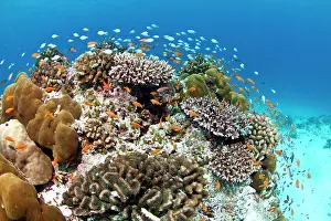 Lobe: Stony and Lobe Corals (Porites lobe)