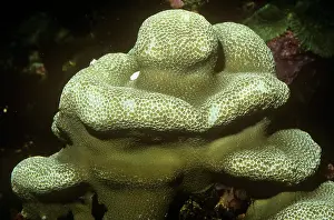 Brain: Stony / Lobed / Brain Coral