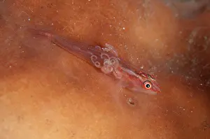 Retreat: Stonycoral Ghostgoby with Copepod parasite with egg cases